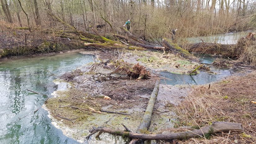 Paderabschnitt nach der Reinigung