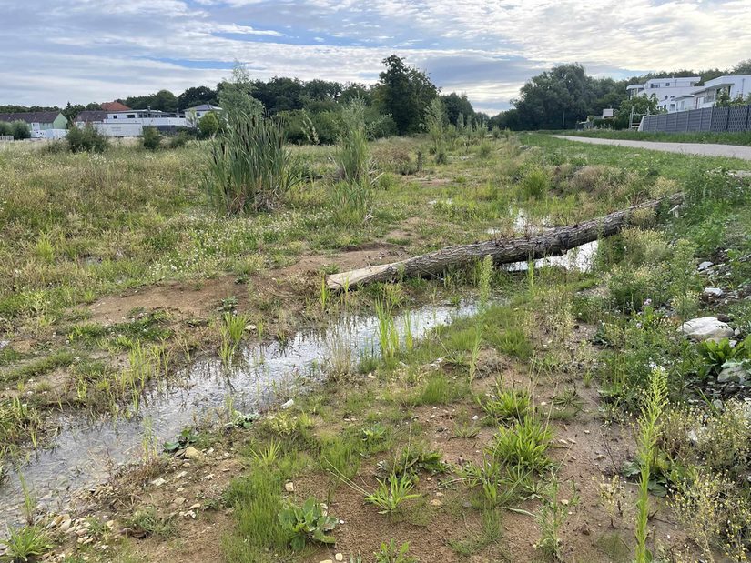 Dubelohgraben am 02.08.2023