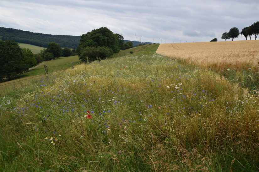 Blühstreifen am Ellerweg