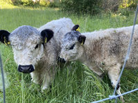 Zwei junge Galloway-Rinder grasen an prominenter Stelle auf einer Wiese am Paderborner Padersteinweg.