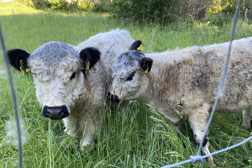 Zwei junge Galloway-Rinder grasen an prominenter Stelle auf einer Wiese am Paderborner Padersteinweg.