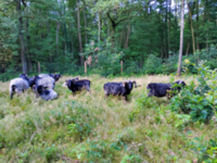 Heidschnucken in der Stadtheide