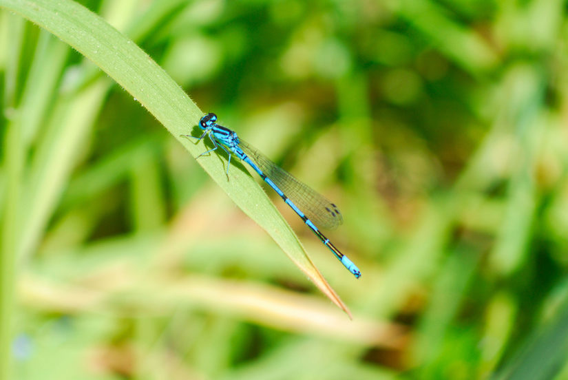 Hufeisen-Azurjungfer