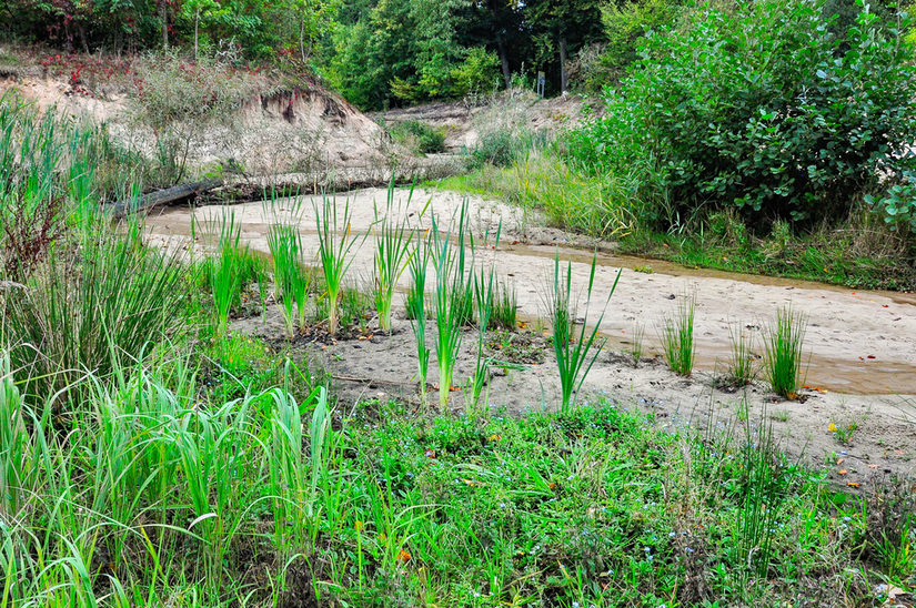 Uferfluren, Röhricht, Gehölze - typische Abfolge am Krebsbach