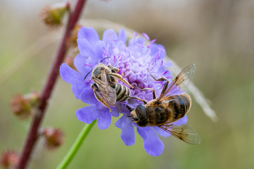 Furchenbiene (links) und Schwebfliege an einer Knautienblüte