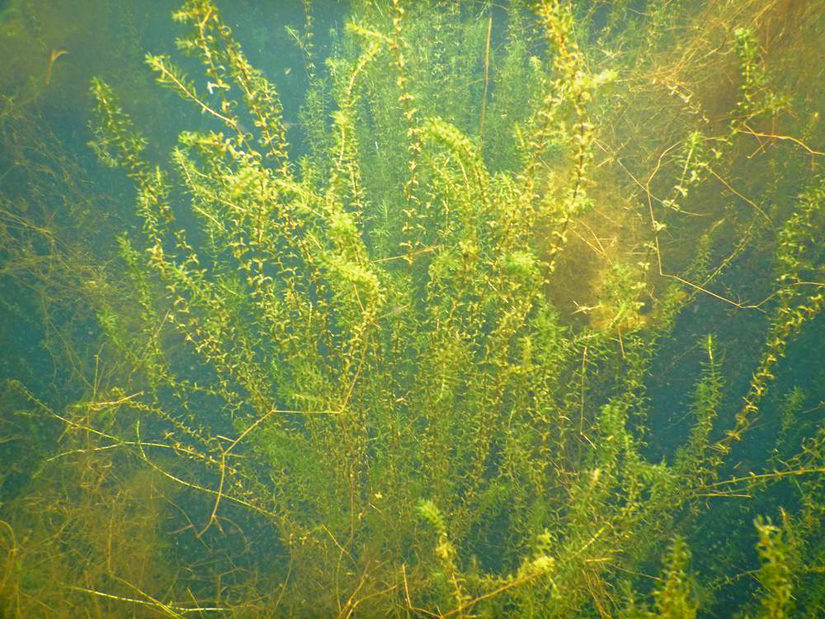 Wasserpest im Padersee