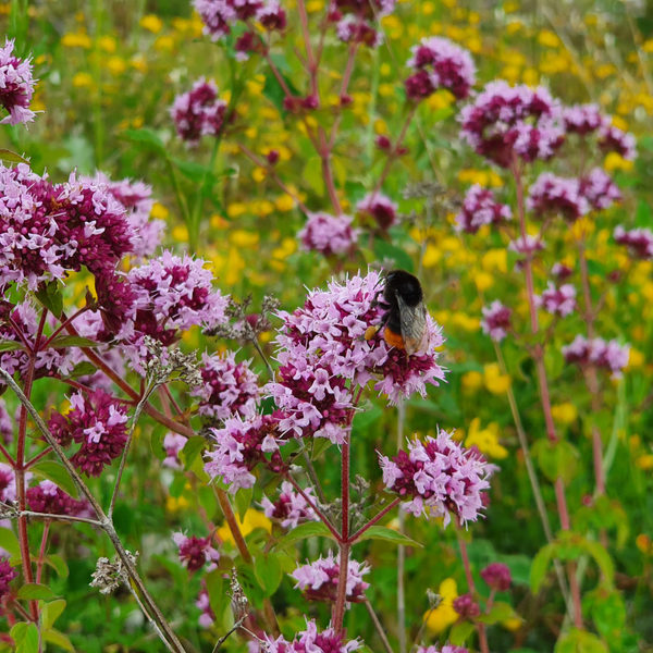 Oregano oder Echter Dost