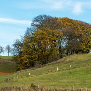 trockenes Tal mit Grünlandwirtschaft und einzelnen Feldhgehölzen