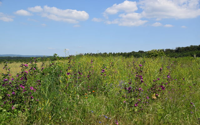 Blühstreifen am Henkelberg