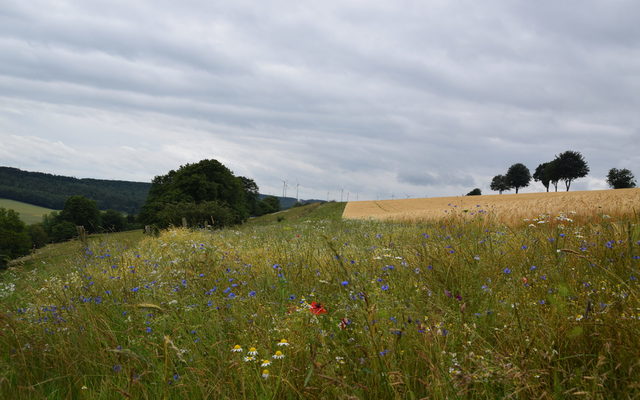 Blühstreifen am Ellerweg