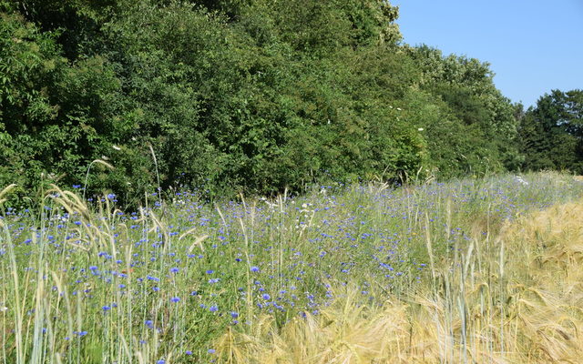 Blühstreifen G-M-Ring