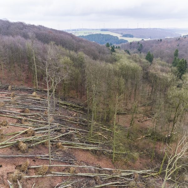 Sturmschaden in einem Buchenwald