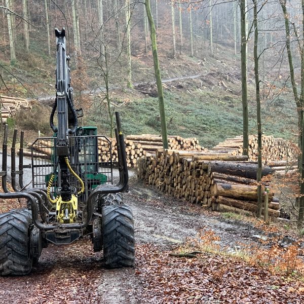 Holzpolter im Dunetal