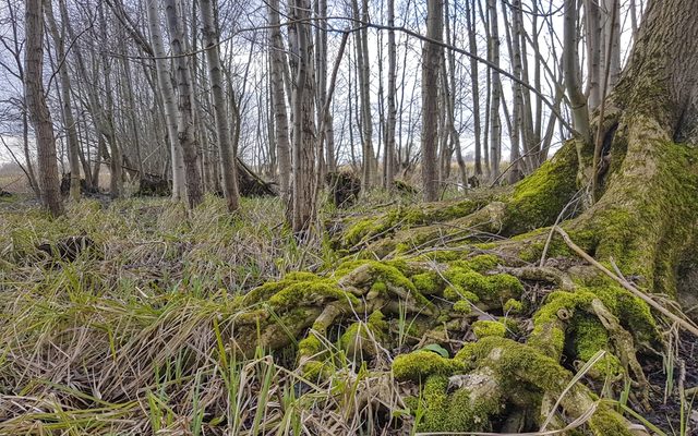 Bruchwald nahe des Heddinghauser Sees