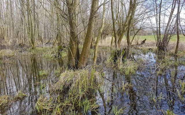überfluteter Bruchwald nahe des Heddinghauser Sees