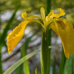 gelbe Schwertlilie