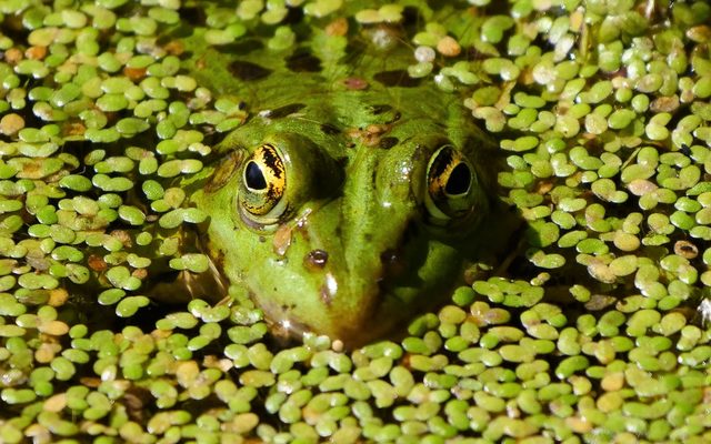 Wasserfrosch