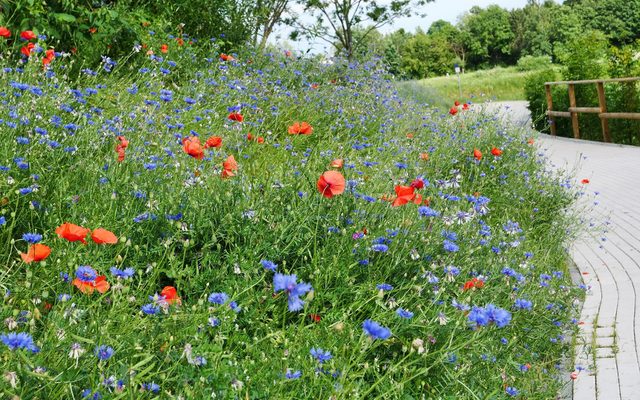 Blühender Grünstreifen mit Kornblume (Centaurea cyanus) und Klatsch-Mohn (Papaver rhoeas) am Padersee