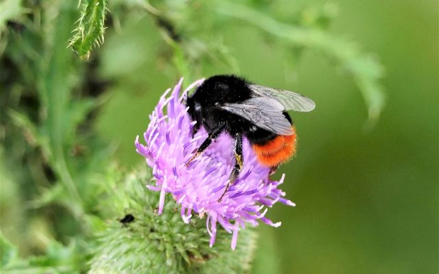 Steinhummel (Bombus lapidarius) auf einer Kratzdistel (Cirsium)