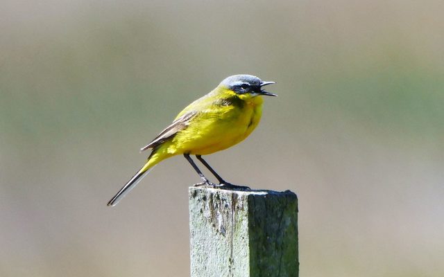 Singende Schafstelze (Motacilla flava)