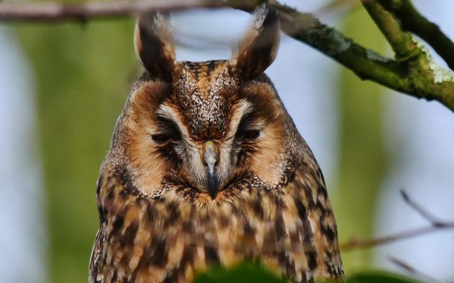 Waldohreule (Asio otus)