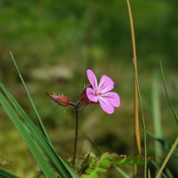 Stinkender Storchschnabel (Geranium robertianum)