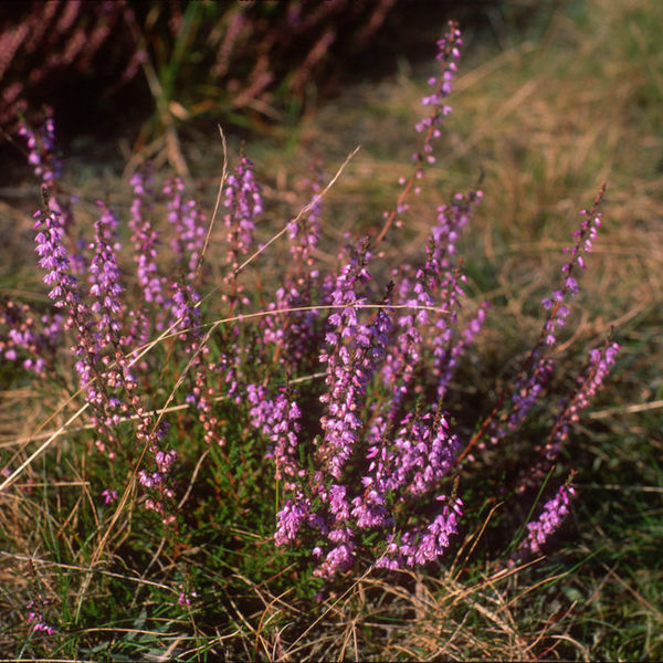 Besenheide (Calluna vulgaris)