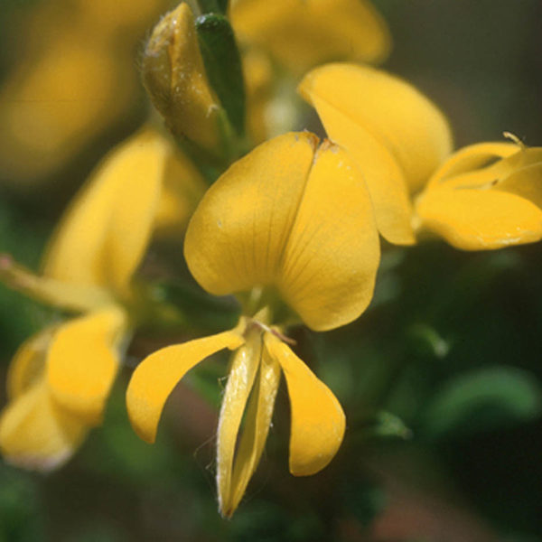 Haar-Ginster (Genista pilosa)