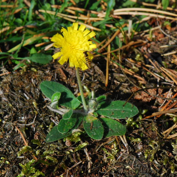 Kleines Habichtskraut (Pilosella officinarum)