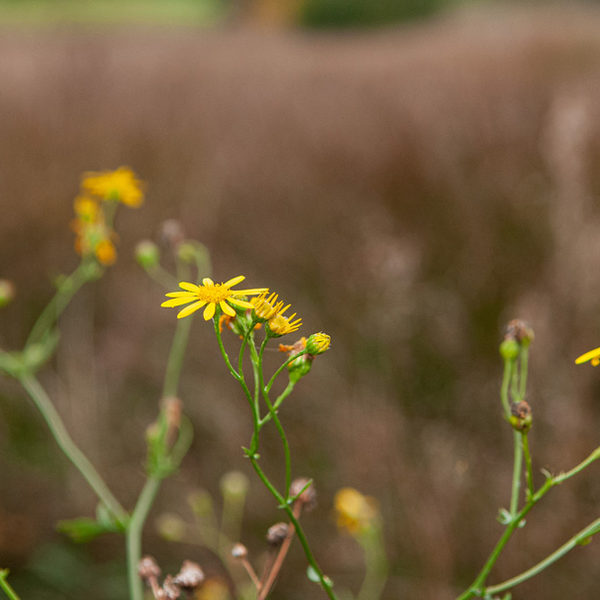 Aufsteigendes Wassergreiskraut - ein Spezialist auf Nassweiden