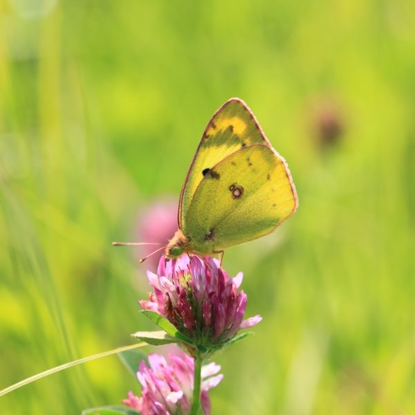 feuchte Wiesen liebende Goldene Acht