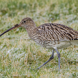 Großer Brachvogel