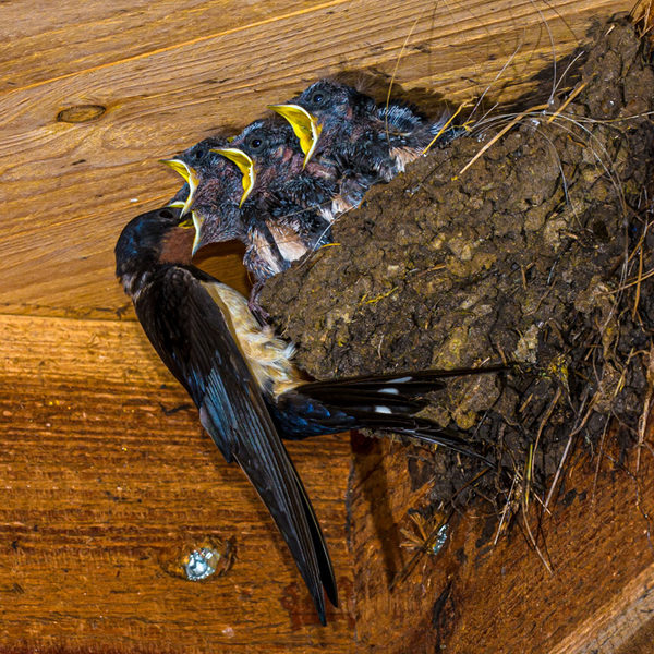 eine offene Tür für die Rauchschwalbe