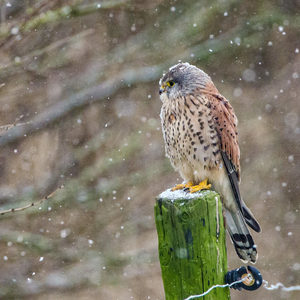 Turmfalke jagd bevorzugt in Siedlungsrandlage