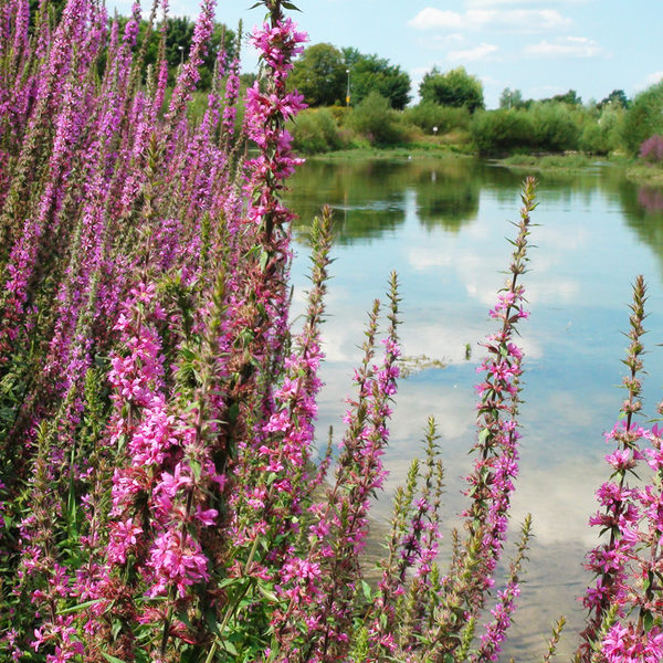 Blutweiderich an der Lippe