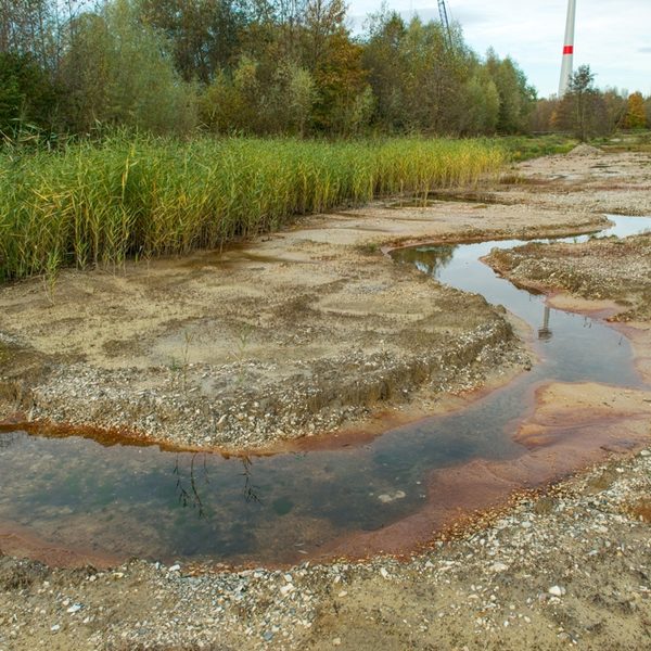 Renaturierter Abschnitt der Jothe mit begleitenden Röhrichtflächen