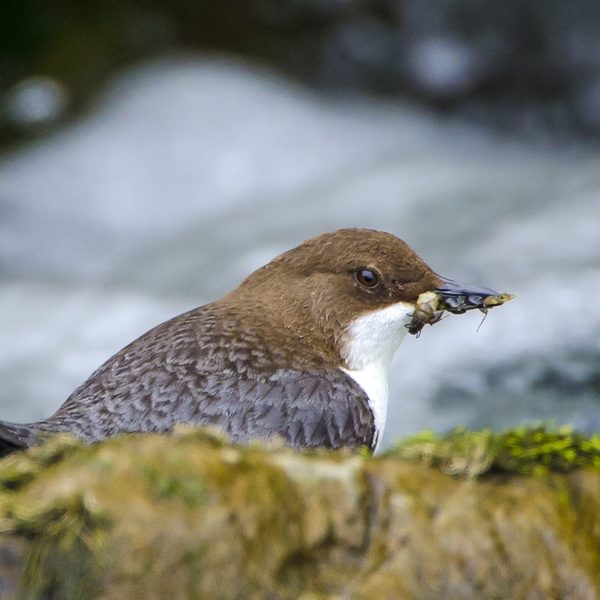 Wasseramsel mit Köcherfliegenlarven im Paderquellgebiet