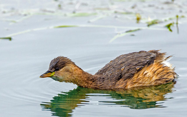 Zwergtaucher - ein typischer Bewohner der Stillgewässer Paderborns