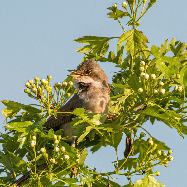 Dorngrasmücke lebt, brütet und sucht ihre Nahrung in Hecken.