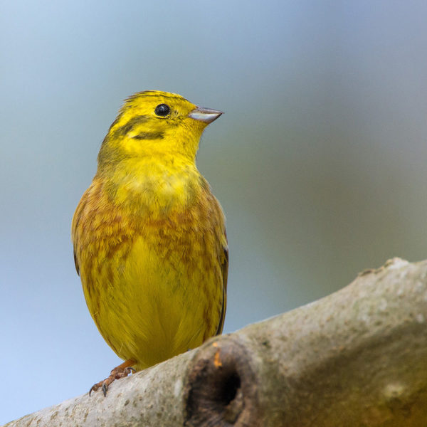 Goldammern leben in Hecken und Gebüschen der offenen Kulturlandschaft