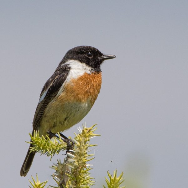 Das Schwarzkehlchen nutzt Sing- und Ansitzwarten zur Insektenjagd.
