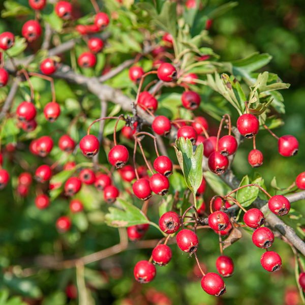 die roten Früchte des Weißdorns sind eine wichtige Nahrungsquelle