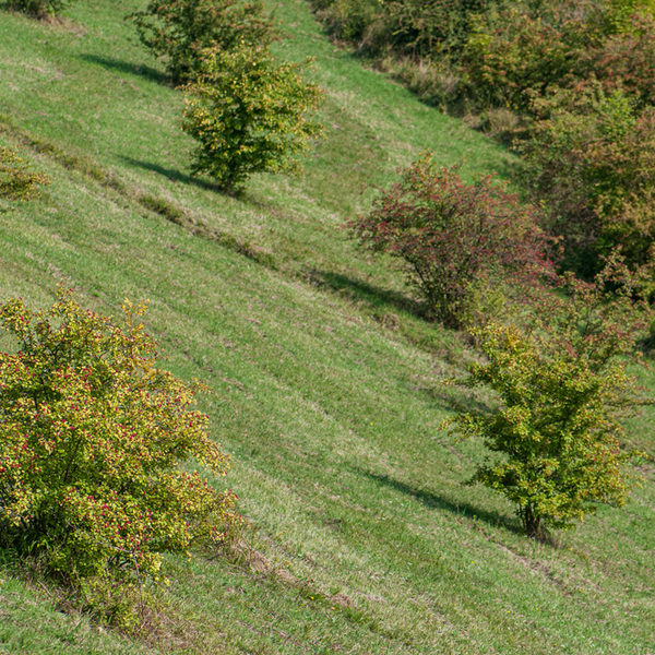 Strukturreiches Grünland