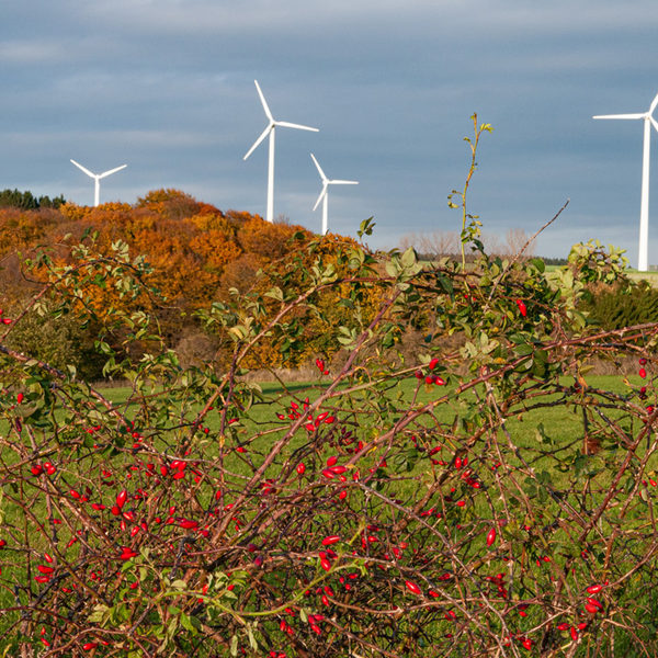 Hecken als Nahrungsquelle