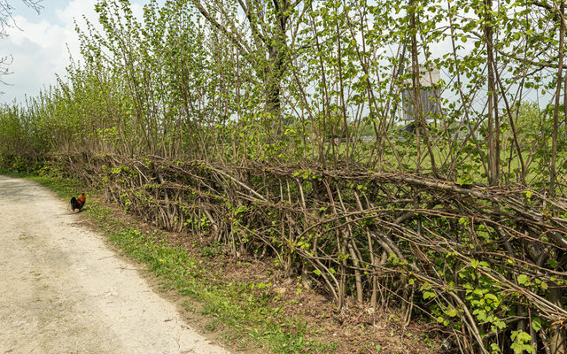 lebender Weidenzaun - selten gewordene Flechtkunst