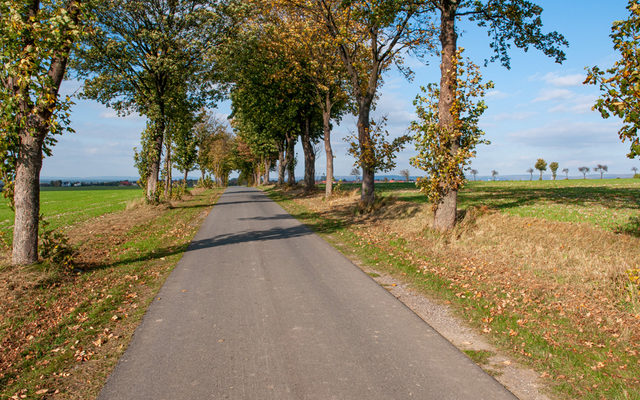 Allee auf der Paderborner Hochfläche