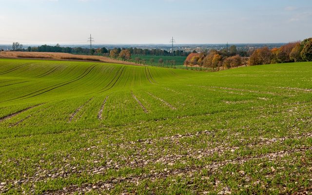 die groben Kalkschotter lassen einen extrem dichten Bewuchs nicht zu