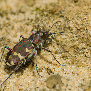 Brauner Sandlaufkäfer