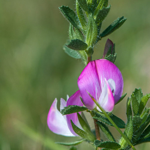 Dornige Hauhechel - ein Besiedler trockener Wiesen, Weiden und Brachen
