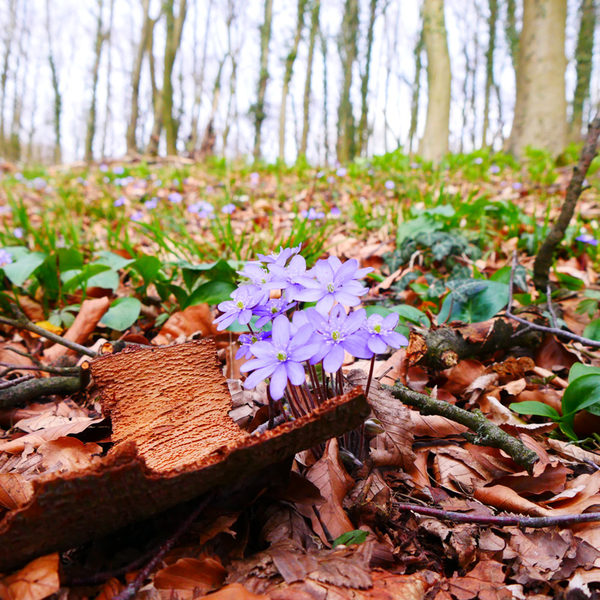 Leberblümchen - es gedeiht besonders auf kalkreichen Waldböden